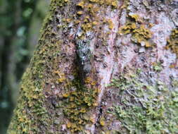 Image of lesser bronze cicada