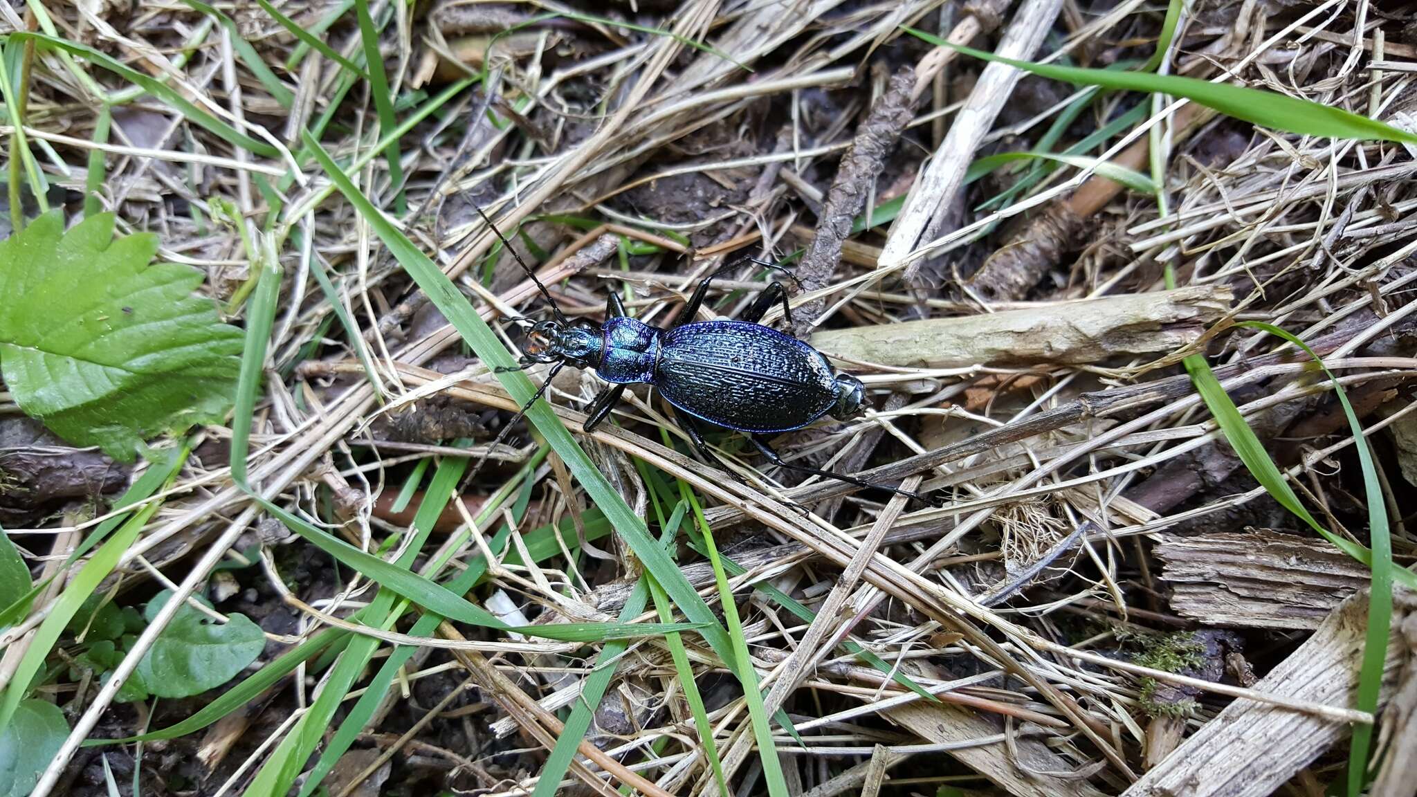 Image of Blue Ground Beetle