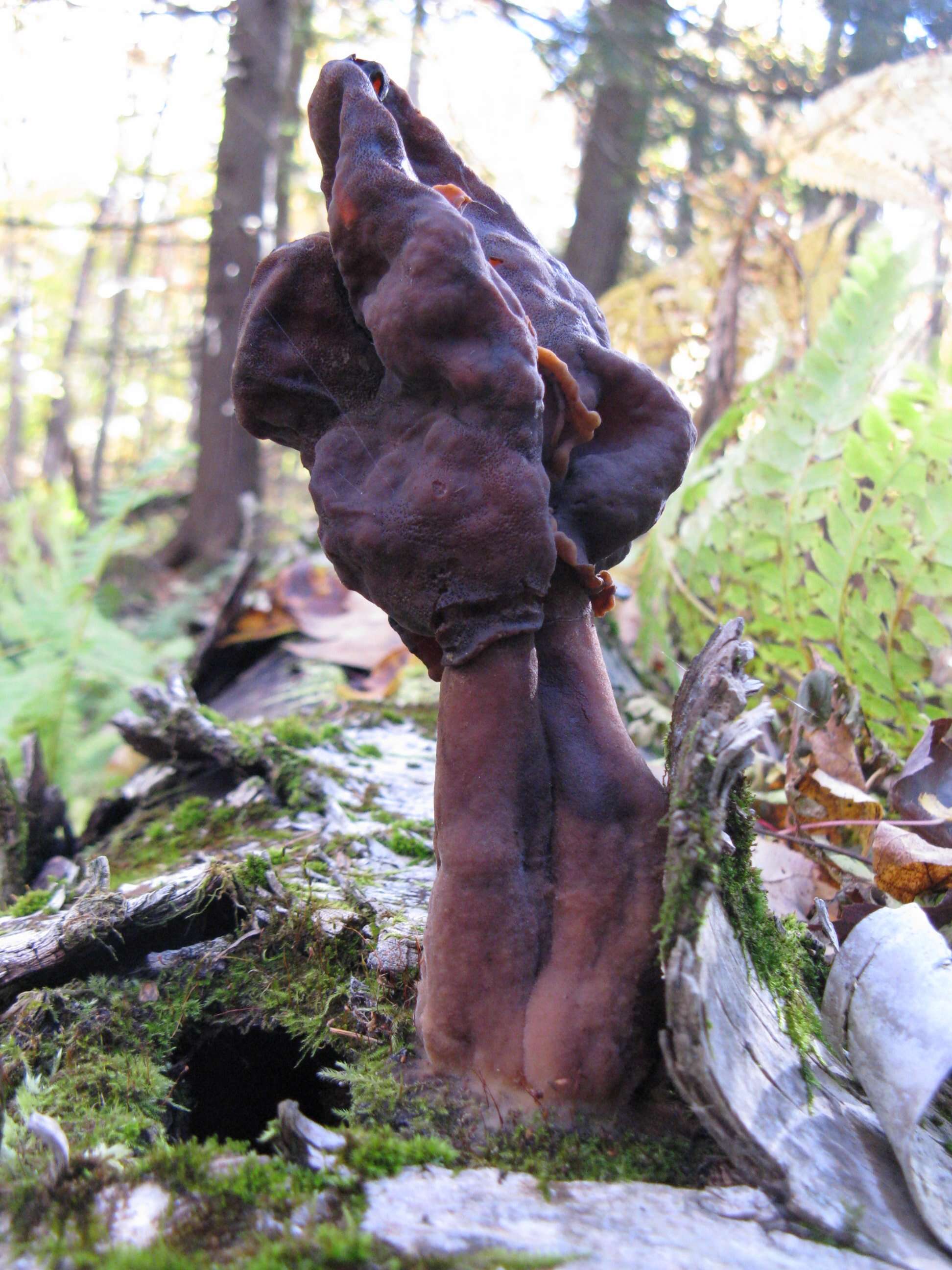 Image of Gyromitra infula (Schaeff.) Quél. 1886