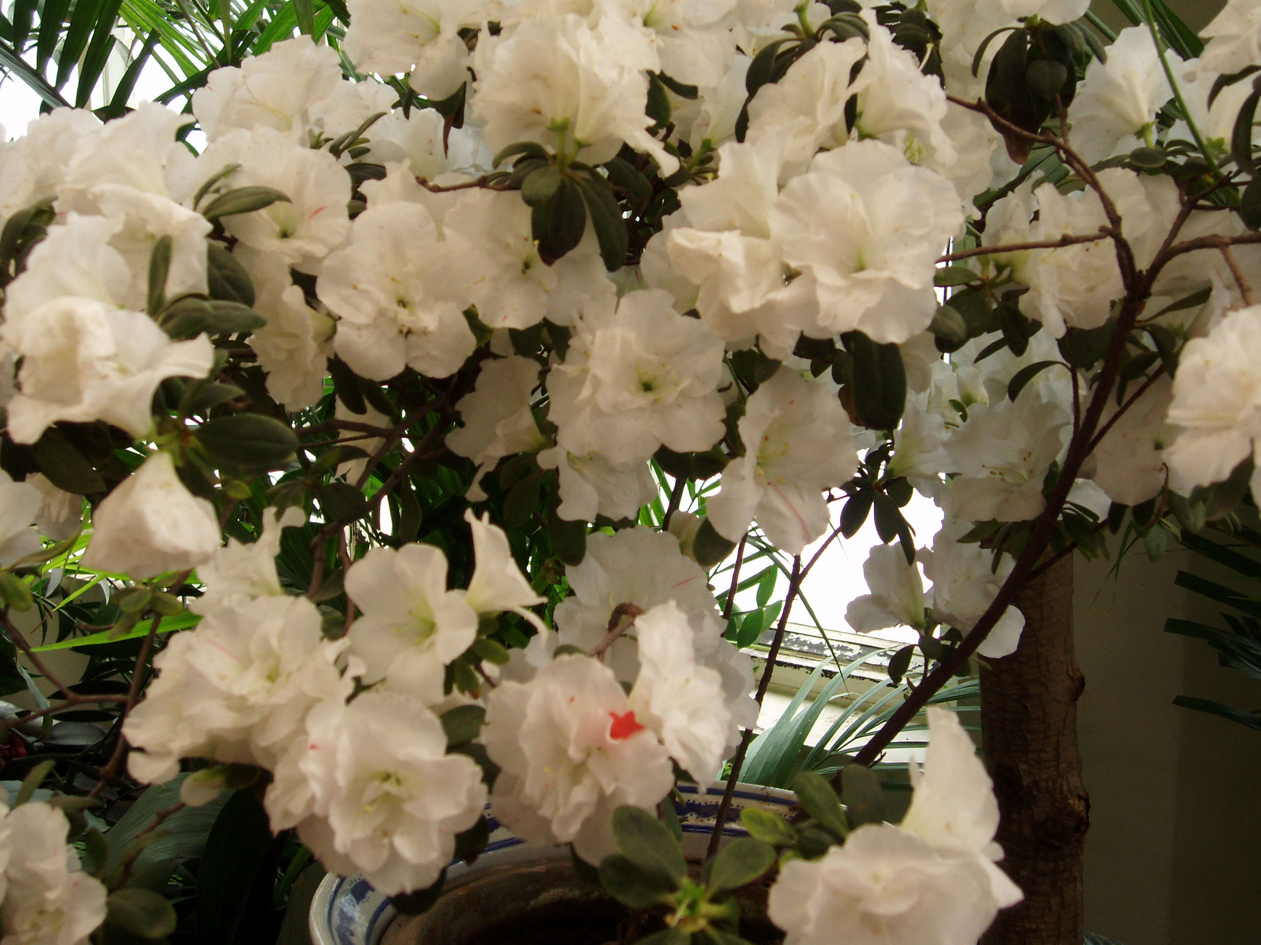 Plancia ëd Rhododendron simsii Planch.