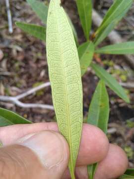 Image of Quassia bidwillii (Hook. fil.) Nooteboom