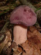 Imagem de Xanthoconium purpureum Snell & E. A. Dick 1962