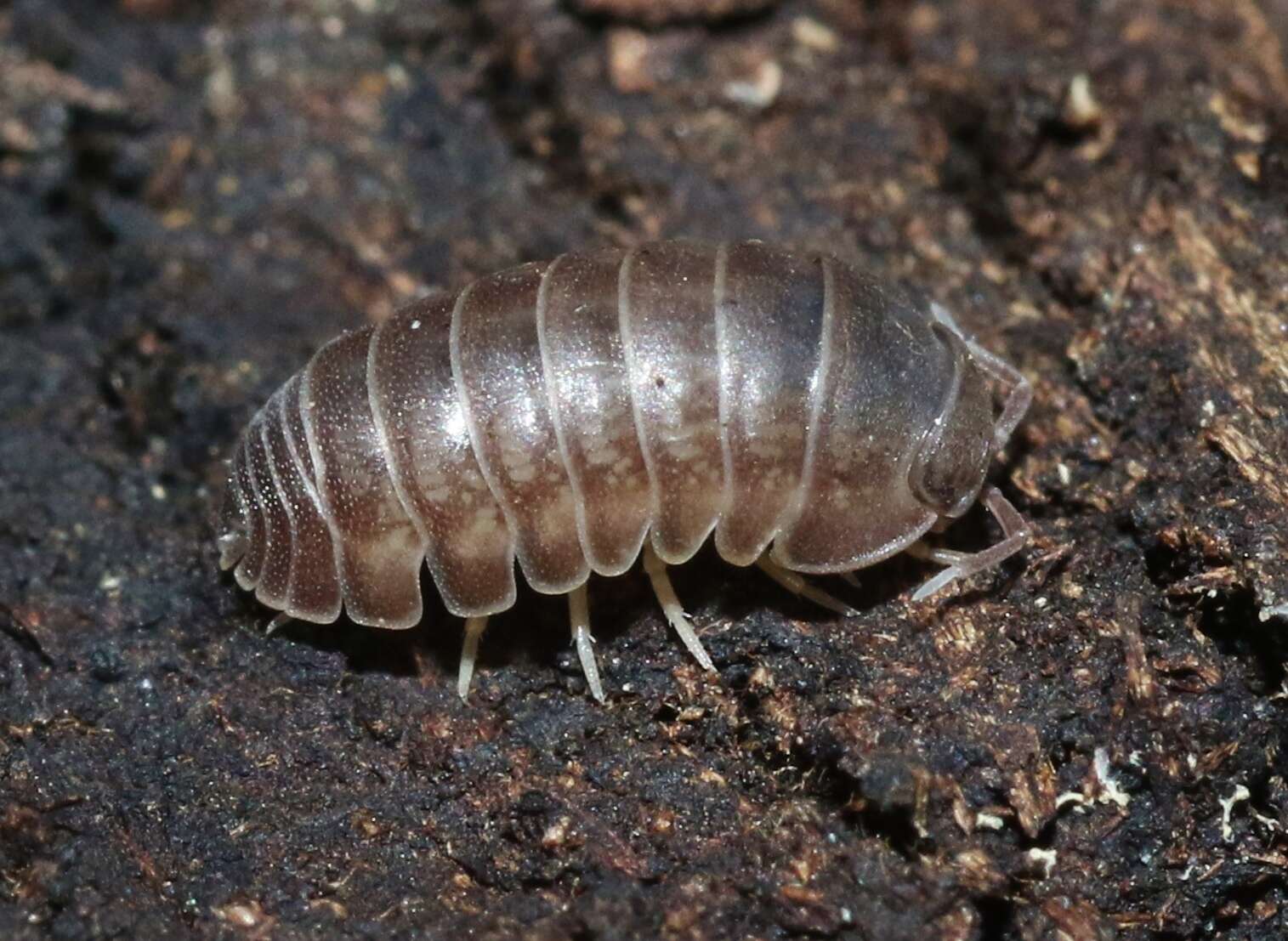 Image of Venezillo microphthalmus (Arcangeli 1932)