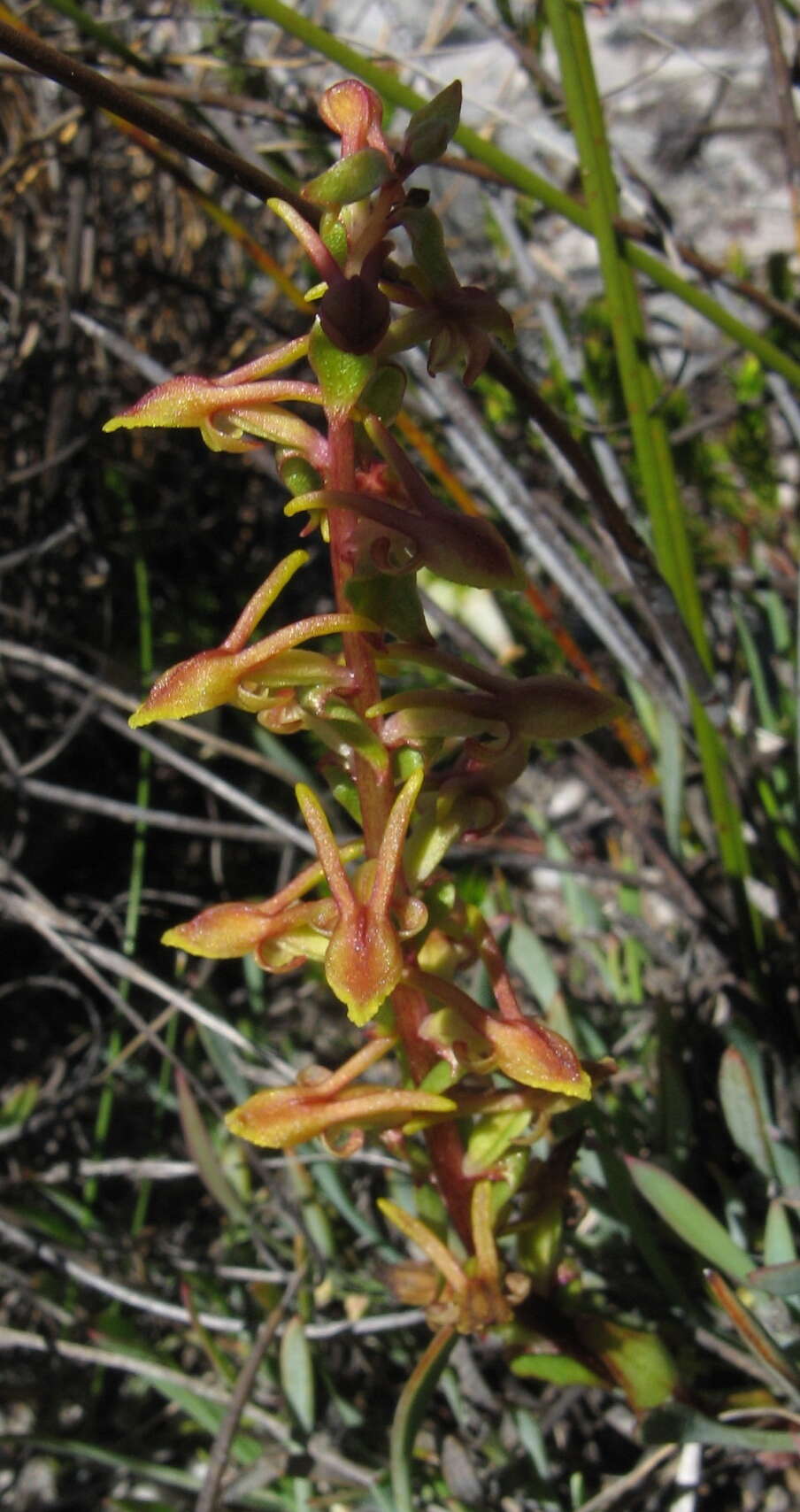 Satyrium pygmaeum Sond. resmi