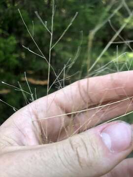 Image of wiry panicgrass