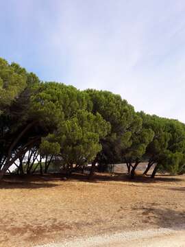 Plancia ëd Pinus pinea L.