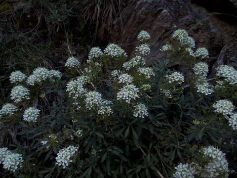 Image of Hormathophylla halimifolia (Boiss.) P. Küpfer