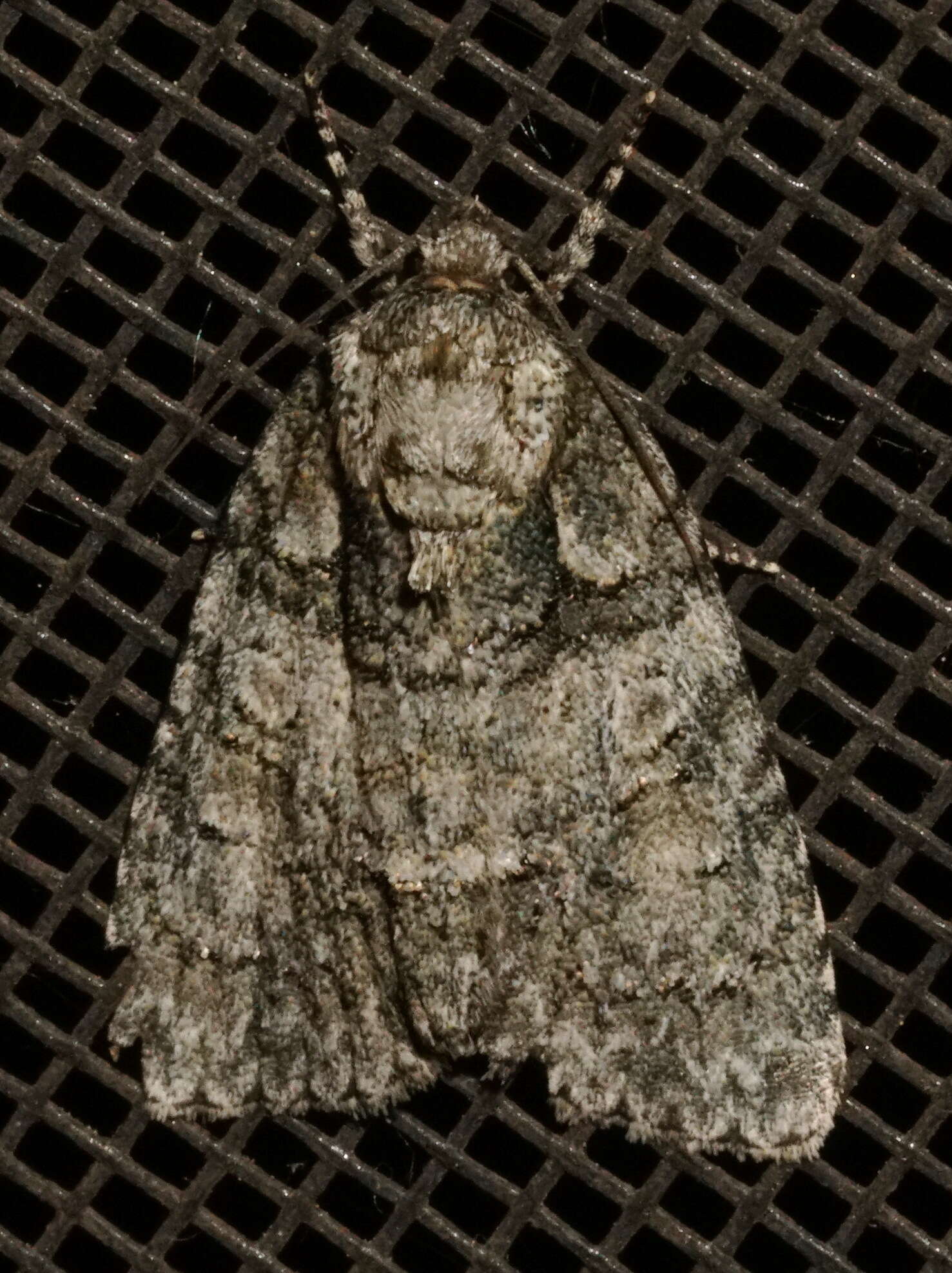 Image of Acronicta tristis Smith 1911