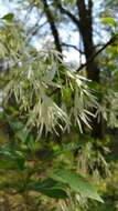 Imagem de Chionanthus virginicus L.