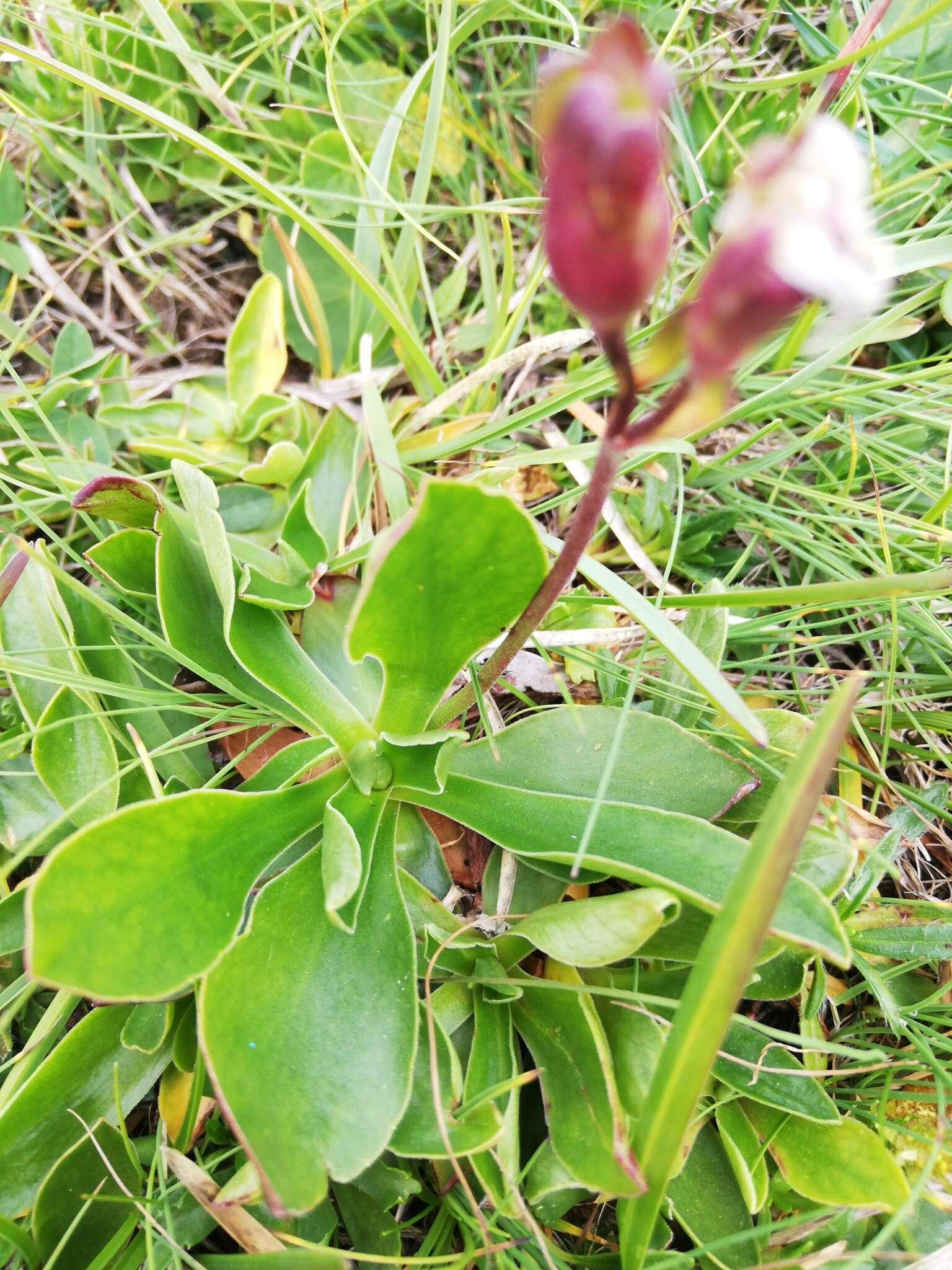 Plancia ëd Primula clusiana Tausch