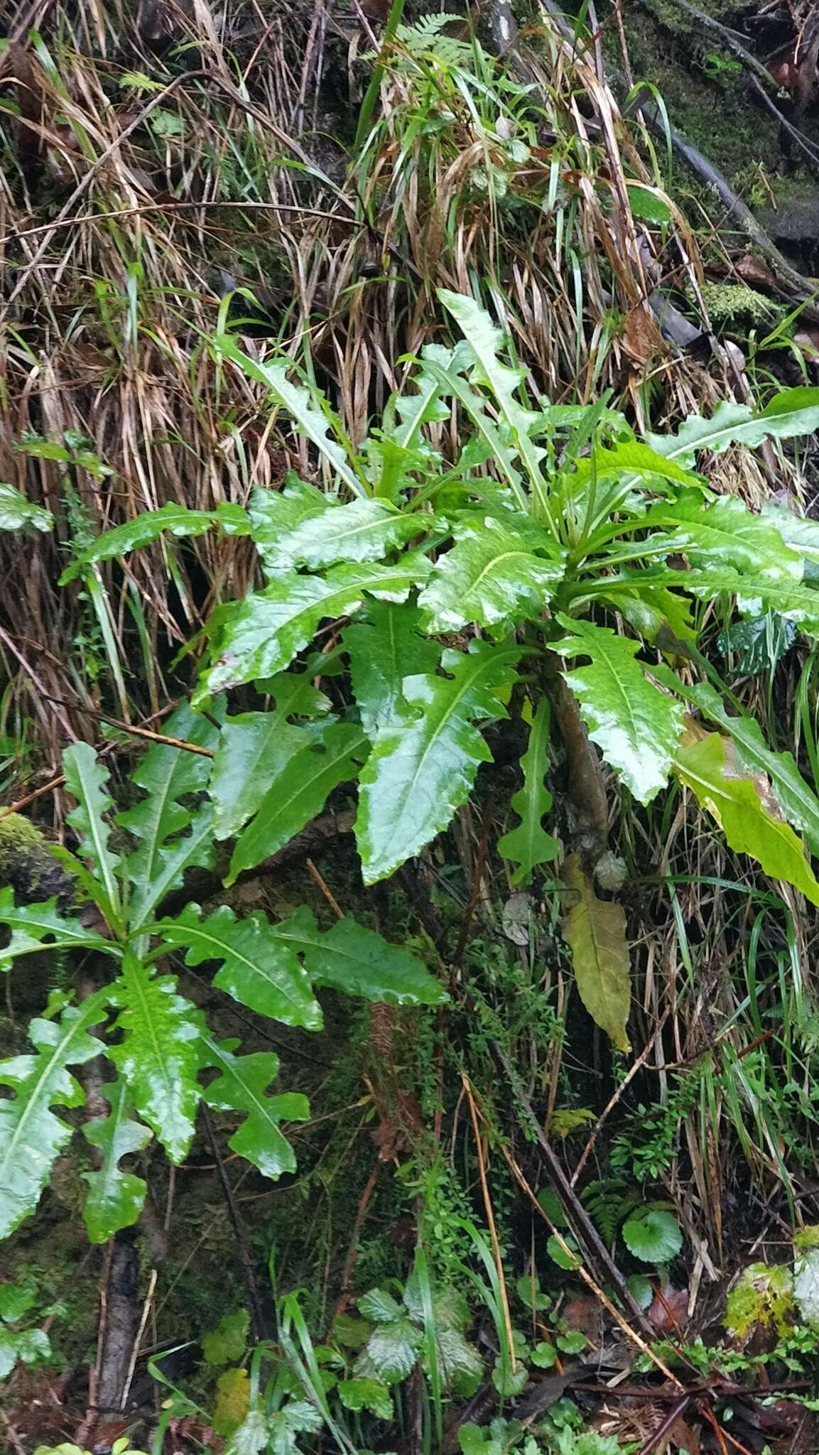 Image of Sonchus fruticosus L. fil.