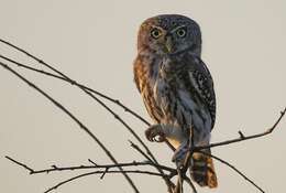 Image of Glaucidium perlatum licua (Lichtenstein & Mhk 1842)