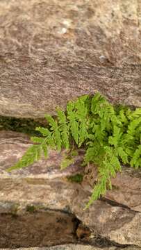 Image of Utah bladderfern