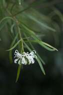 Imagem de Grevillea linearifolia (Cav.) Druce