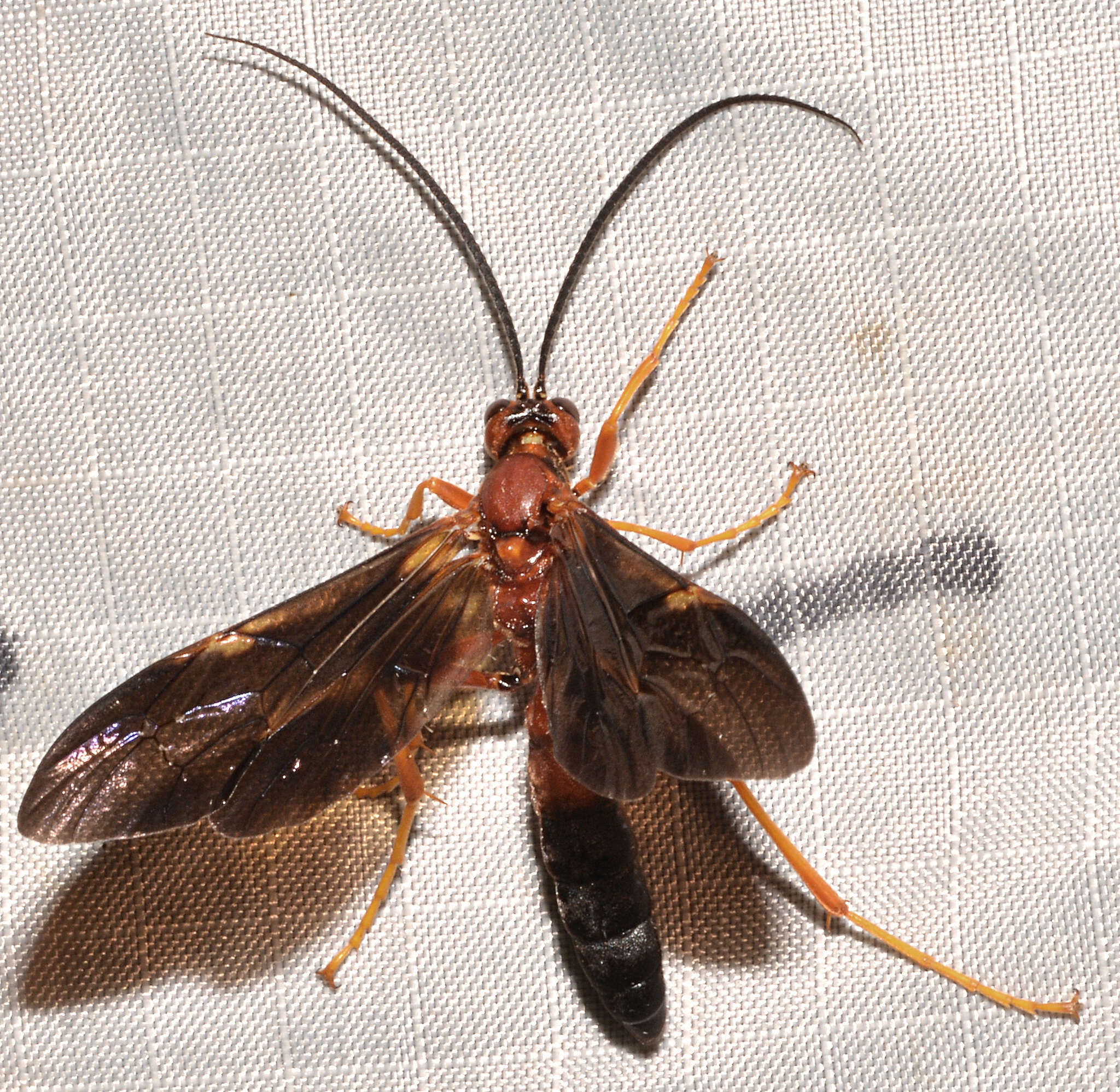 Image of Tmetogaster nubilipennis (Haldeman 1846)