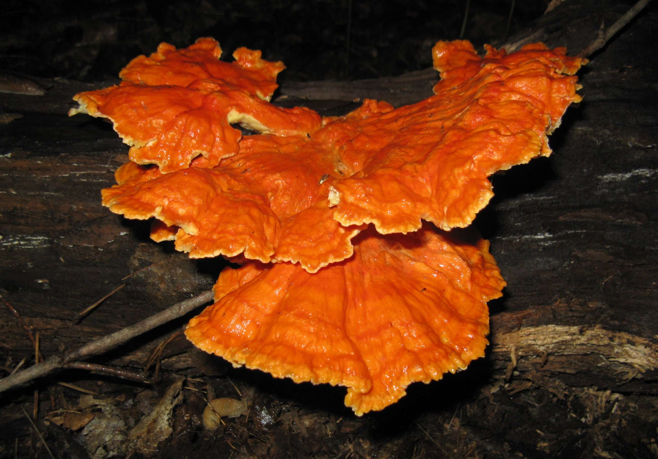 Image of Bracket Fungus