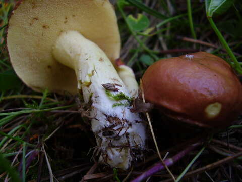 Image of Suillus granulatus (L.) Roussel 1796