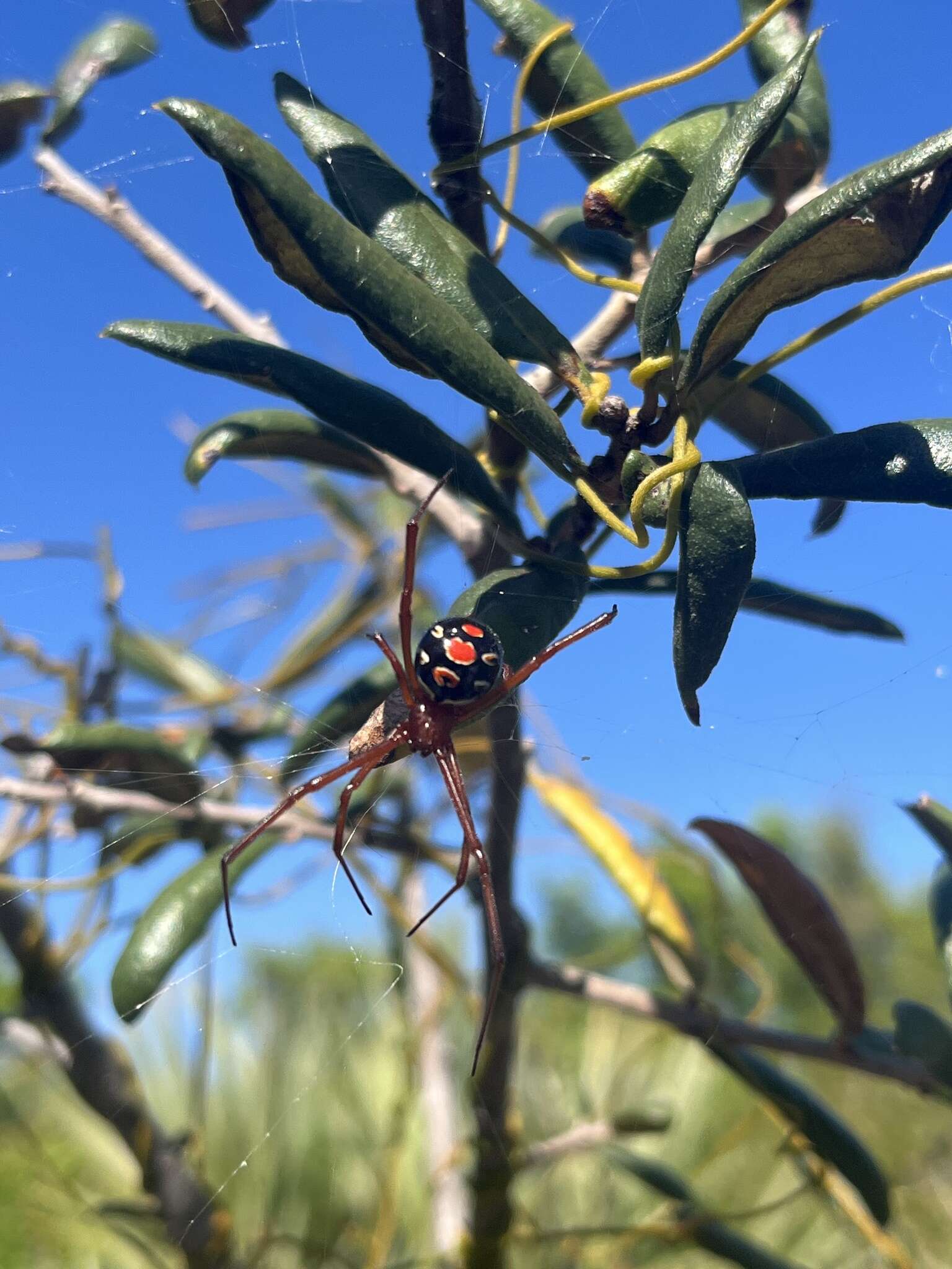 Latrodectus bishopi Kaston 1938的圖片