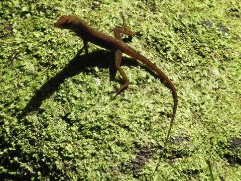 Image of Schwartz'  Anole