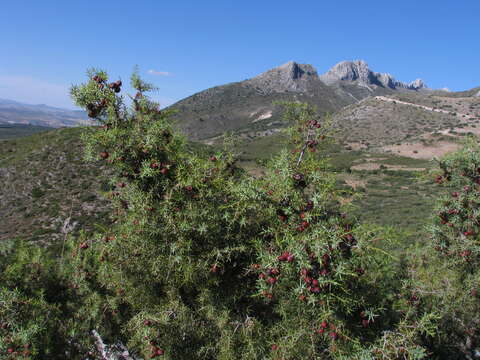 Image of Prickly Juniper