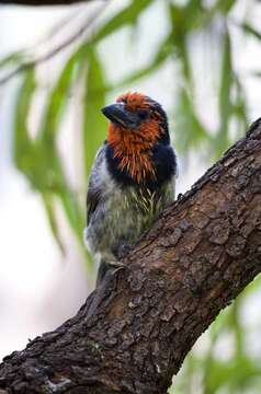 Image of Black-collared Barbet