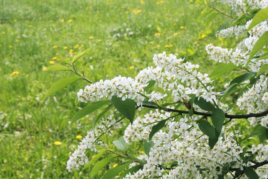 Image of Bird Cherry