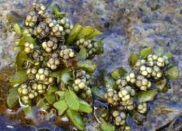 Image of floating watermoss