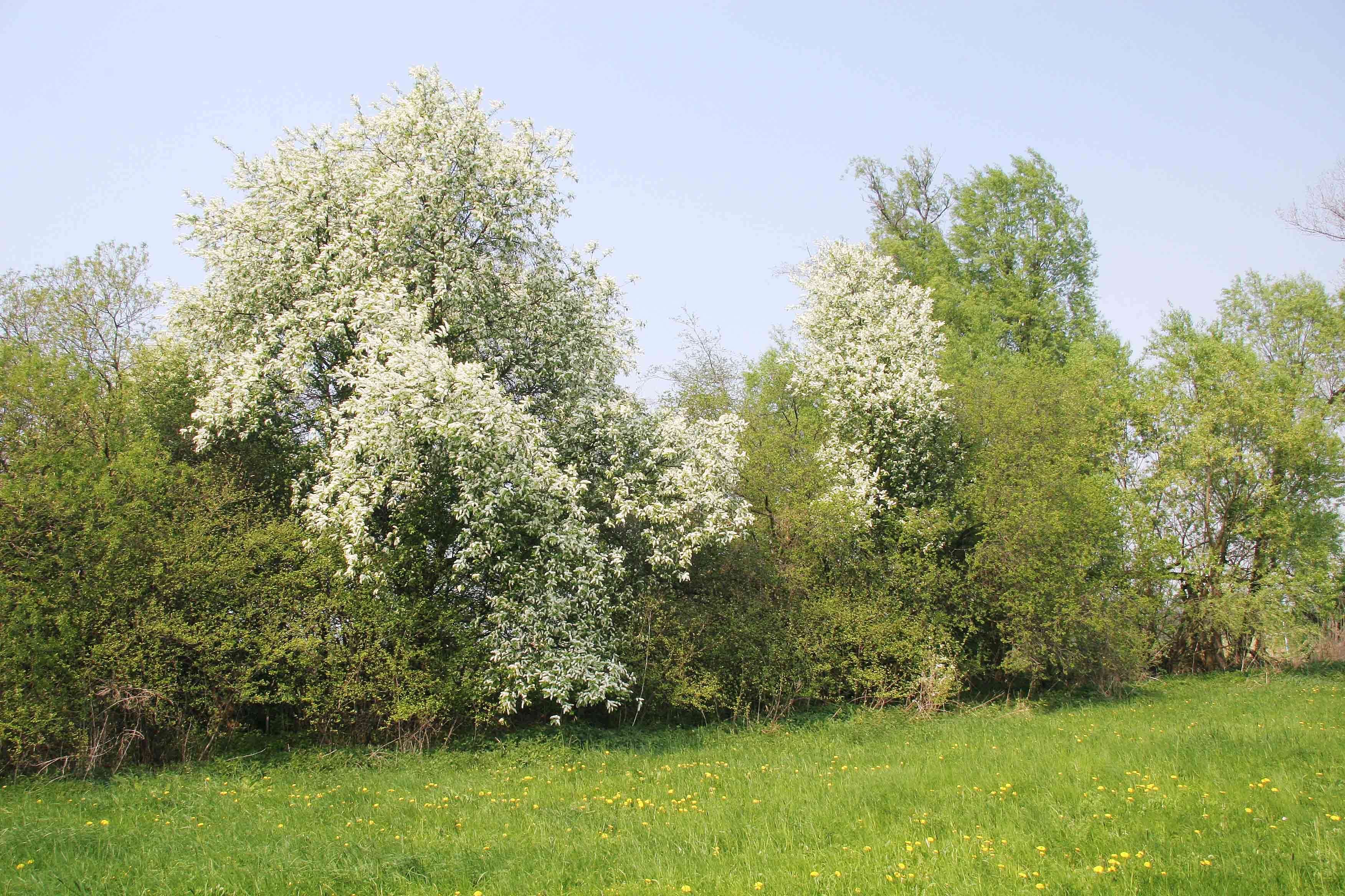 Image of Bird Cherry