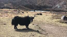 Image of yak