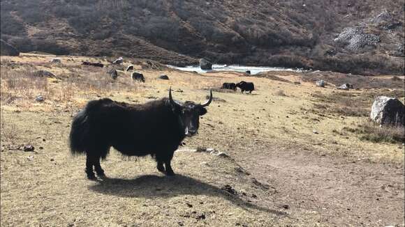 Image of yak