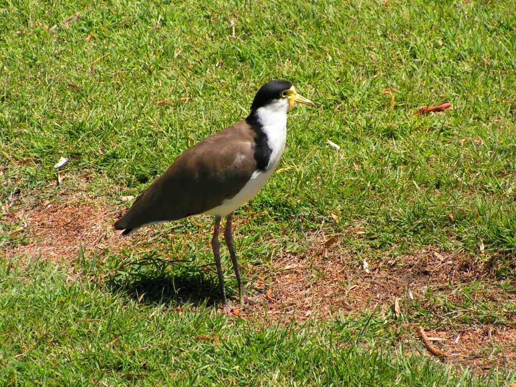 Image of Masked Lapwing