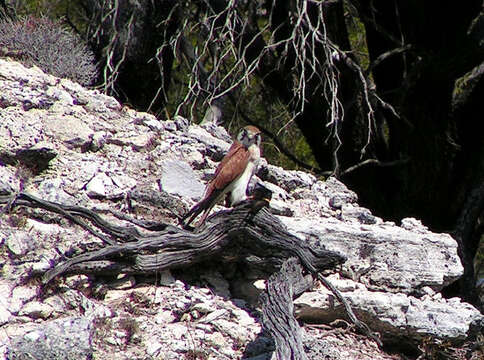 Image of Australian Kestrel