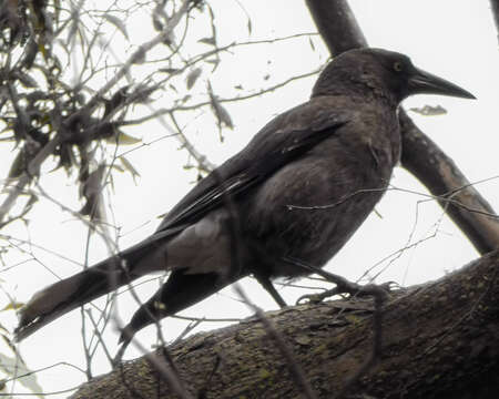 Image of Strepera versicolor versicolor (Latham 1801)