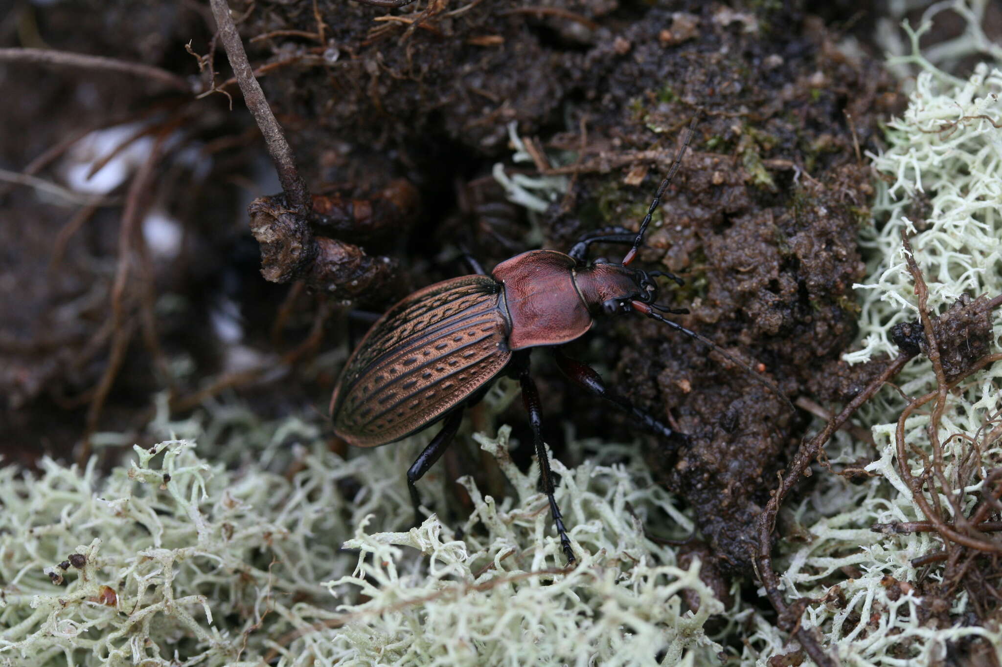 Image of immigrant sausage ground beetle