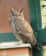 Image of Greyish Eagle-Owl