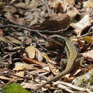 Liolaemus septentrionalis Pincheira-donoso & Nunez 2005的圖片