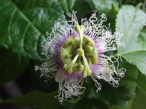 Image of Passion fruit