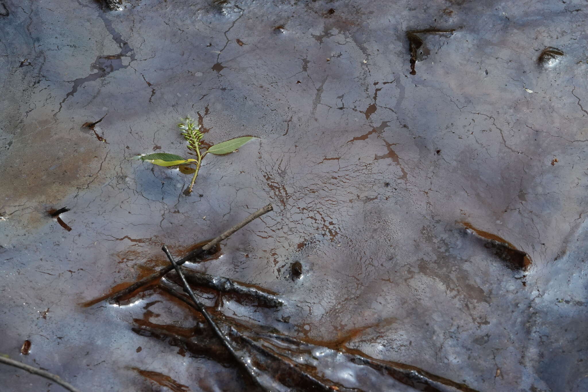 Image of Leptothrix discophora