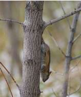 Image of Least Chipmunk