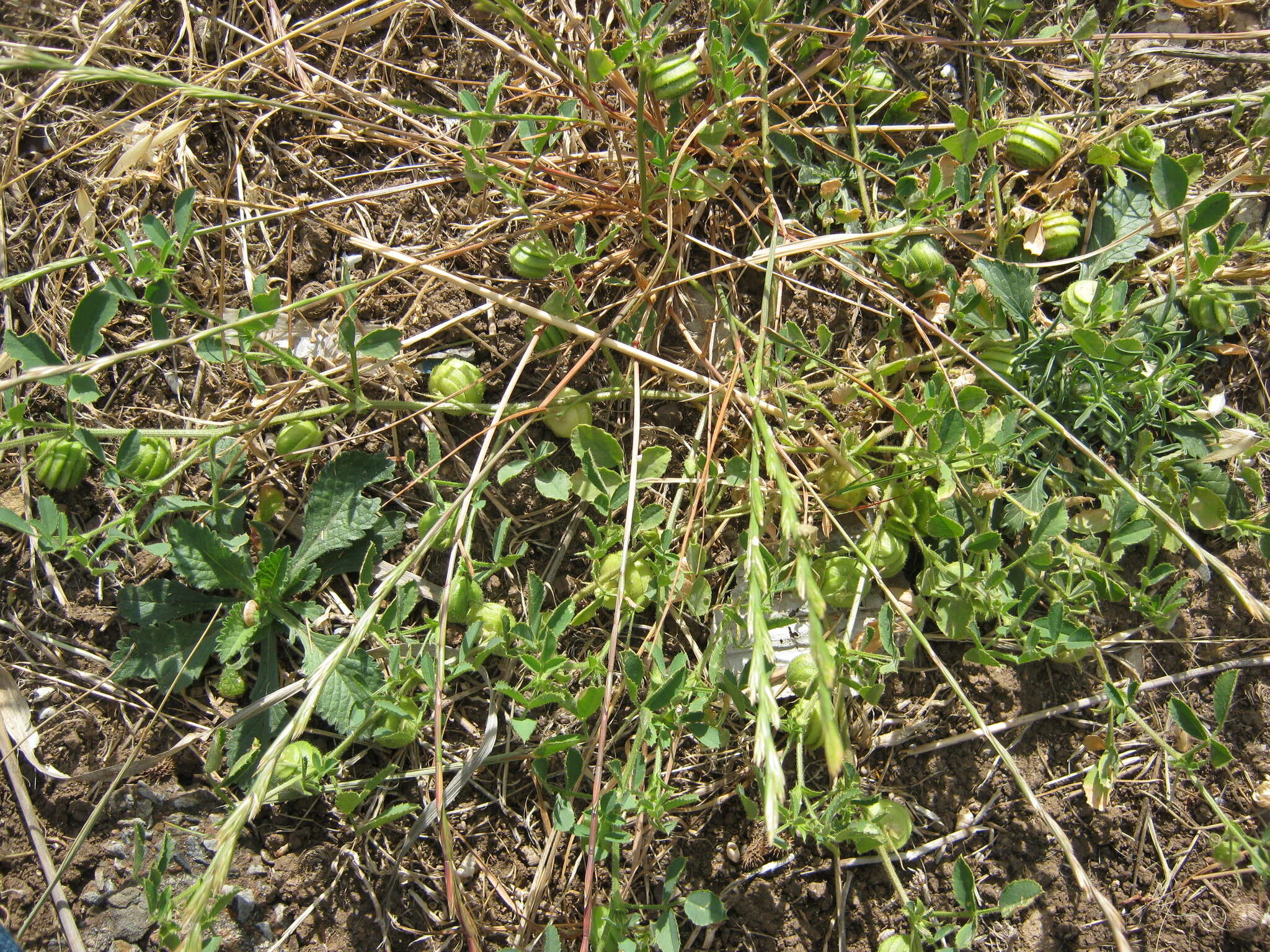 Image of snail medick