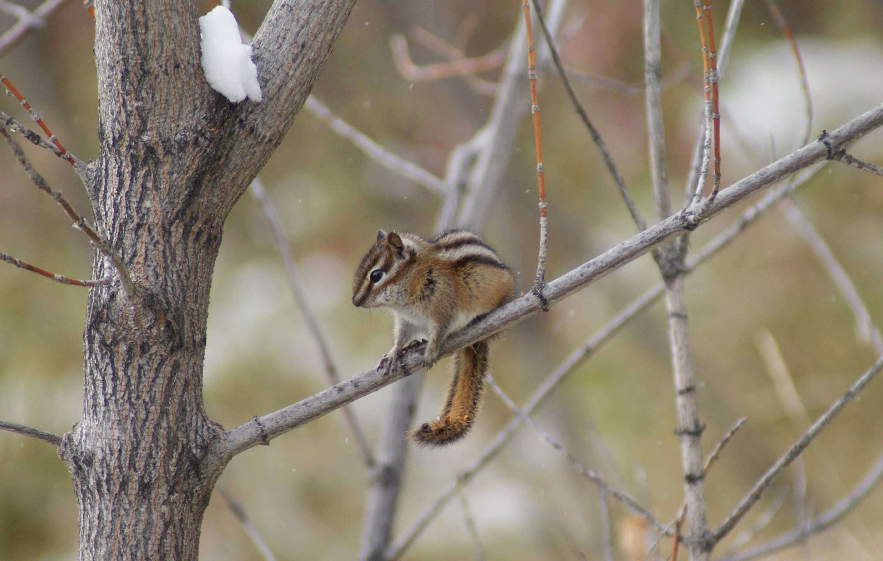 Image of Least Chipmunk