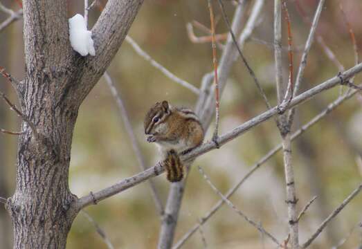 Image of Least Chipmunk