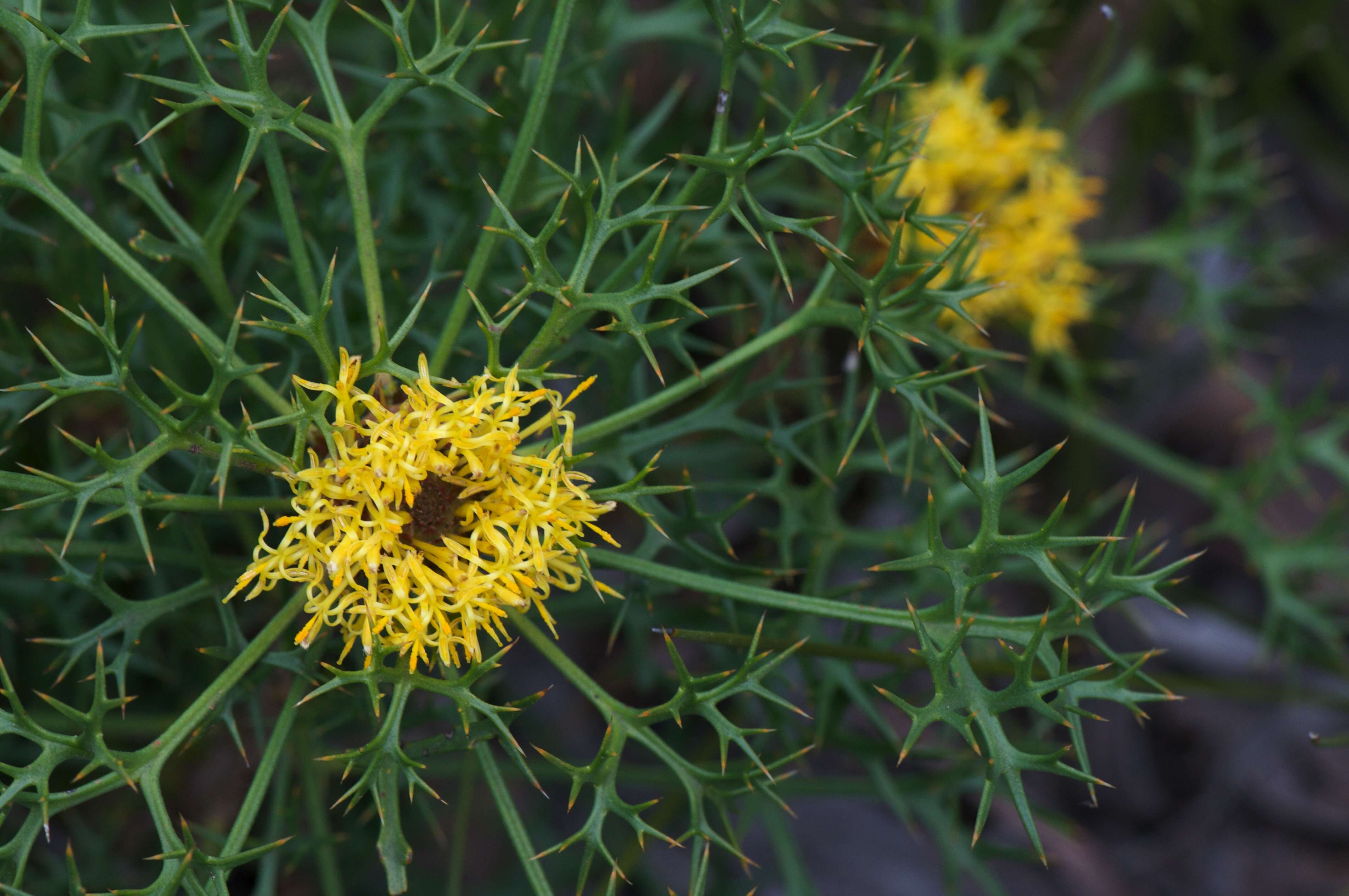 Imagem de Isopogon ceratophyllus R. Br.