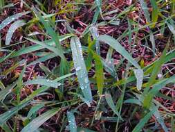 Image of Johnson grass