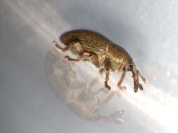 Image of Red Clover Seed Weevil