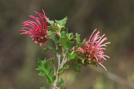 Image of Grevillea aquifolium Lindl.