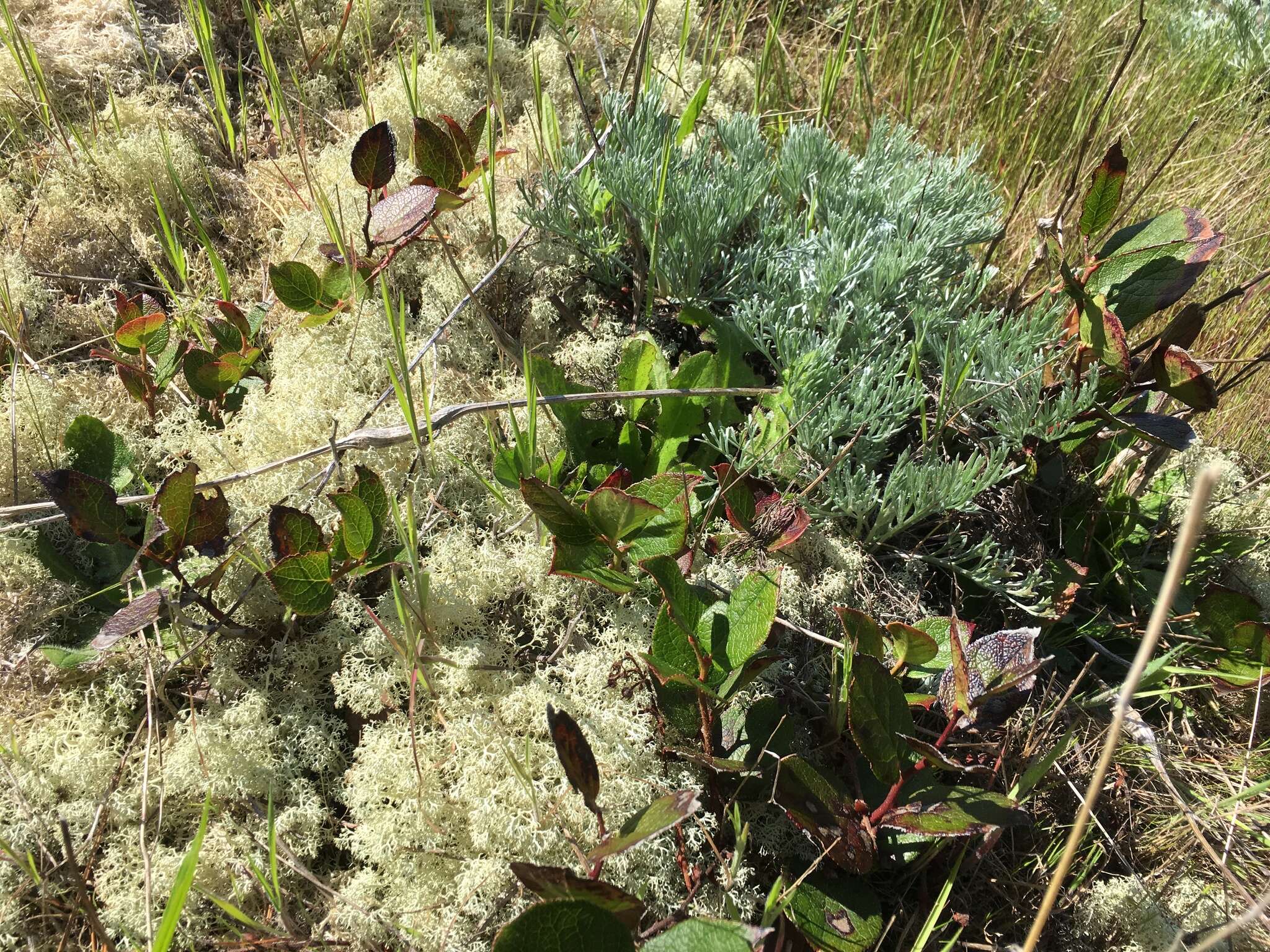 Image of Pacific wormwood