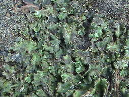 Image of common liverwort