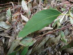 Image of Mountain ash