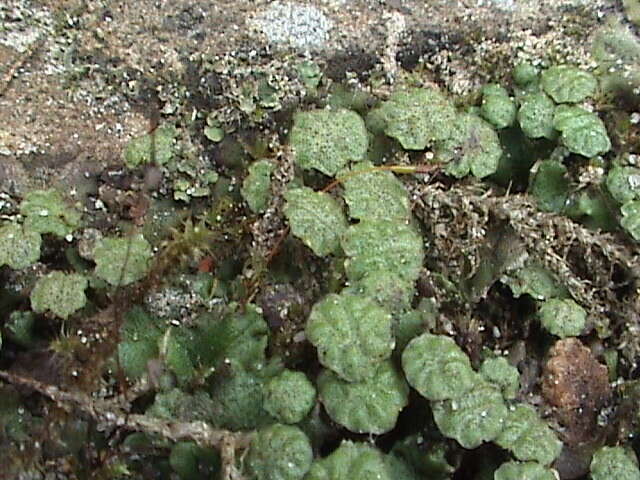 Image of common liverwort